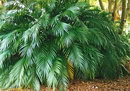 Chamaedorea Cataractarum